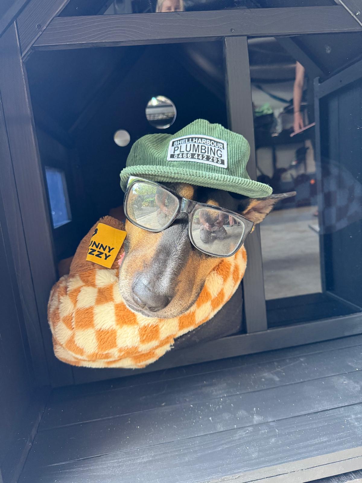 Shellharbour Plumbing shop dog wearing the company cap